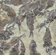 Fossil Fish (Gosiutichthys) Mortality Plate - Lake Gosiute #63966-2